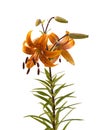 The branch of orange lilies Asian hybrids with buds and a bloss Royalty Free Stock Photo