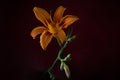 A branch of an orange lily with a beautiful blooming flower and buds. Royalty Free Stock Photo