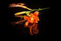 Branch with orange lily flower served on black mirror surface with reflection