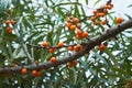 A branch of orange sea buckthorn berries Royalty Free Stock Photo