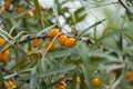 branch of orange sea buckthorn berries Royalty Free Stock Photo