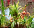 Branch of orange spotted Mokara orchid (Tiger Tail) Royalty Free Stock Photo