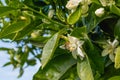 Branch of orange tree with beautiful white flowers and bee close up Royalty Free Stock Photo