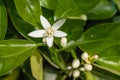 Branch of orange tree with beautiful white flowers Royalty Free Stock Photo
