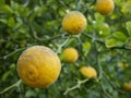 Branch Orange Tree Fruits Green Leaves