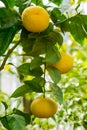 Branch orange tree fruits green leaves