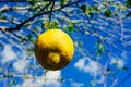 Branch orange tree fruits green leaves Royalty Free Stock Photo