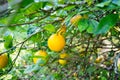 Branch orange tree fruits green leaves Royalty Free Stock Photo