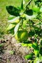 Branch orange tree fruits green leaves Royalty Free Stock Photo