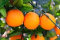 Branch orange tree fruits green leaves in Spain Royalty Free Stock Photo