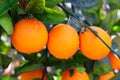 Branch orange tree fruits green leaves in Spain