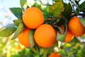 Branch orange tree fruits green leaves in Spain Royalty Free Stock Photo