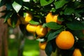 Branch orange tree fruits green leaves in Valencia Spain Royalty Free Stock Photo