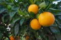 Branch of orange tree with ripe fruits and blossom flowers. Orange trees can have flowers and fruit at the same time. Royalty Free Stock Photo