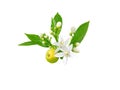 Orange blossom flowers, buds, leaves and fruit branch isolated on white Royalty Free Stock Photo