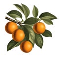 Branch with oranges vintage drawing