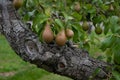 Ripe pears growing on pear tree Royalty Free Stock Photo