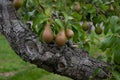 Ripe pears growing on pear tree