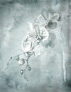 Branch of orchid with flowers. Monochrome drawing, shades of gray.