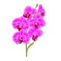 Branch orchid Phalaenopsis purple flowers and leaves tropical plants stem and buds on a white background vintage vector botanical Royalty Free Stock Photo