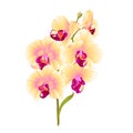 Branch orchid Phalaenopsis yellow flowers and leaves tropical plants stem and buds on a white background vintage vector botanic Royalty Free Stock Photo