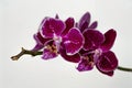 Branch of orchid with purple flowers on a white background Royalty Free Stock Photo