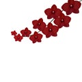 Branch of Orchids. beautiful burgundy red realistic flowers. on white background. illustration