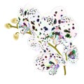 Branch orchids with dots multi colored flowers Phalaenopsis tropical plant on a white background vintage vector botanical illust