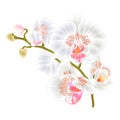 Branch orchids white flowers Phalaenopsis tropical plant on a white background vintage vector botanical illustration for design Royalty Free Stock Photo