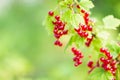 Branch of organic redcurrant Royalty Free Stock Photo