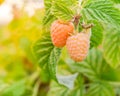 Organic ripe raspberry growing on tree in Washington, USA Royalty Free Stock Photo