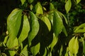 Branch with ovate leaves of chinese native small tree Eucommia Ulmoides