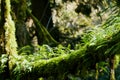 Branch overgrown with fern and moss