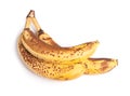 Branch of overripe bananas