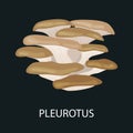 Branch of oyster mushroom, Pleurotus ostreatus, Wild Foraged , Vector isolated edible natural mushrooms in nature set