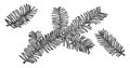 Branch of Pacific Yew vintage illustration