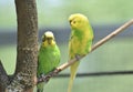 Great Pair of budgies Sitting Together on a Branch
