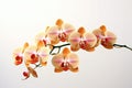 A branch of a pale orange orchid on a white background. Generative AI