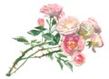 Branch of pale pink roses