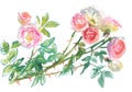 Branch of pale pink roses