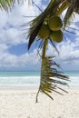 Branch of a palm tree with coconuts on the beach Royalty Free Stock Photo