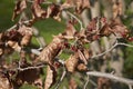 Parrotia persica blossom