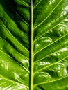 Branch of Pattern of Crystal Anthurium Leaf Royalty Free Stock Photo