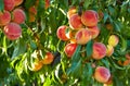 Branch of peach tree Royalty Free Stock Photo