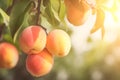 Branch of peach tree in closeup. Ripe sweet peach fruits growing. Fruit picking season. Fruit peach garden.