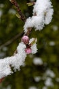 Frozen buds of peach flowers Royalty Free Stock Photo