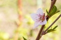 Branch of peach tree in the period of spring flowering Royalty Free Stock Photo