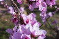 Branch of peach tree with pink flowers and buds. Close-up. sunny day. Prunus persica Royalty Free Stock Photo