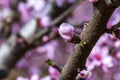 Branch of peach tree with pink flowers and buds. Close-up. sunny day. Prunus persica Royalty Free Stock Photo