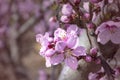 Branch of peach tree with pink flowers and buds. Close-up. sunny day. Prunus persica Royalty Free Stock Photo